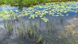 Everglades NP [upl. by Ennaeirrac]