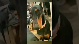 Dogs with 2 brain cells part 1 funnydog funnypet cutedog dog funny cute [upl. by Kusin]