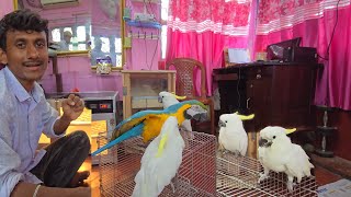 New Macaw Cockatoos Baby For our New Parrot Farm [upl. by Abita]