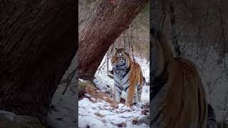 Healthy siberian tiger [upl. by Ruth]