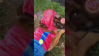 CUTE Dog and Puppy as Mario and Luigi MUST SEE 😱 Halloween video game with animations 🟢🐶🔴🐕 [upl. by Belen]