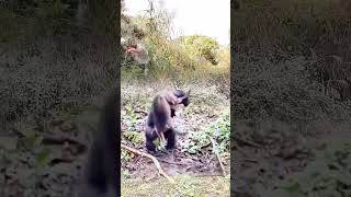 amazing 😱 the moment a man saves a monkey is so funny shorts amazing [upl. by Ecirtam869]