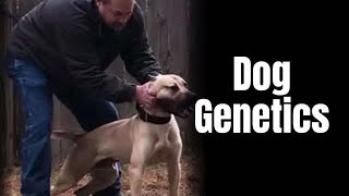 Simple truth of genetics amp breeding quality dogs Interview with Joe from NWA [upl. by Riess]