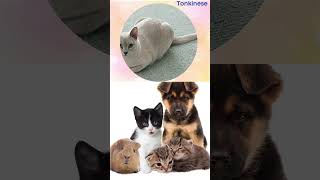 Tonkinese Cats  Everything You Need to Know About This Breed [upl. by Keelin397]