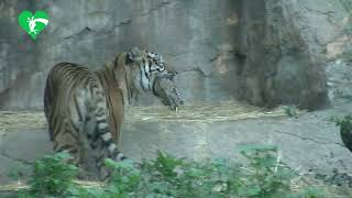 È nata una tigre di Sumatra al Bioparco di Roma [upl. by Marice80]