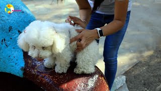 ¿Como funcionan las pipetas anti pulgas para perros y gatos [upl. by Tnecnev]