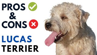 Lucas Terrier Pros and Cons  Lucas Terrier dog Advantages and Disadvantages [upl. by Agneta61]