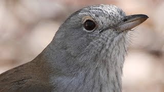 Australia’s great songsters – Grey Shrikethrush calling with opening notes by a Pied Butcherbird [upl. by Niroc]