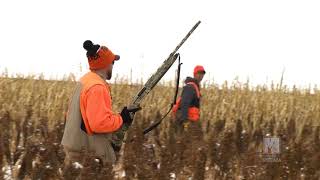 Aberdeen Pheasant Hunt  Prairie Sportsman [upl. by Ahsilaf908]