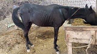 beautiful horse eating Grass village Home 🏘️ [upl. by Nnave]