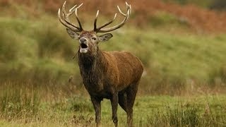 Poachers target Irish Red Deer [upl. by Coryden751]