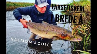 Laksefiskeri i Brede Å  Bonanza  Salmonfishing [upl. by Einnej]