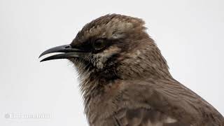 Canto de la Calandria Colilarga Mimus longicaudatus quotLong tailed Mockingbird singingquot [upl. by Kashden]