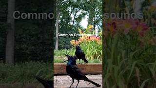 Common Grackles call sounds birds birdsounds [upl. by Edelstein304]