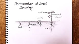 How to draw Germination of seedGermination of Seed Drawing [upl. by Ahterod893]