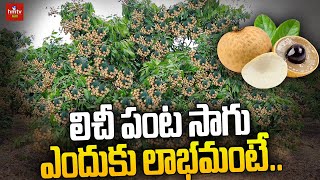 లిచీ పంట సాగు ఎందుకు లాభమంటే  Litchi Fruit Farming  hmtv [upl. by Artemis]