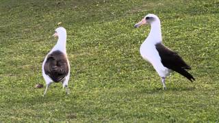 Laysan Albatross courtship in Princeville Kauai Hawaii [upl. by Ronny612]