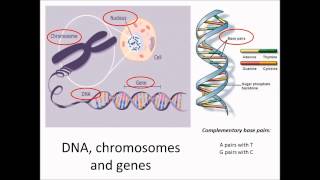 DNA chromosomes and genes [upl. by Marshall]