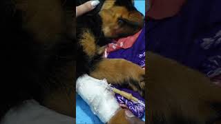 Rottweiler Puppy Lady Ollie Se Milne Gyi Hai Mummy Vet Clinic shorts namitaology jehampzoey [upl. by Bolt]