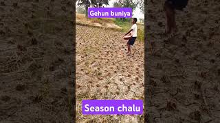 King lion gehun baniya season chalusubscribe [upl. by Frank]