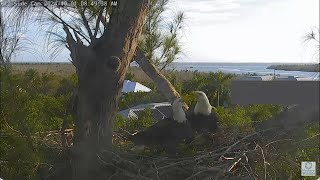 Connie and Clive Window To Wildlife New Eagle Season  Captiva Eagle Cam Connie amp Clive [upl. by Nortyad34]