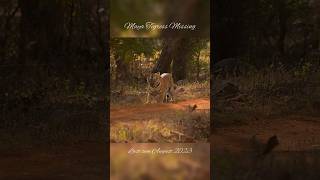 Missing mystery tigress Maya of Tadoba tiger tadoba maya wildlife nature shorts sad viral [upl. by Novej751]