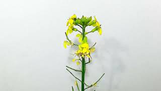 エリシマム カナリアの開花（花の開花756）Flowering Erysimum Timelapse [upl. by Tobiah]