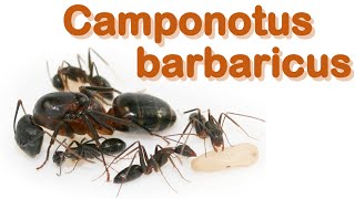 Ant care species guide 2  Camponotus barbaricus [upl. by Euqinoj]