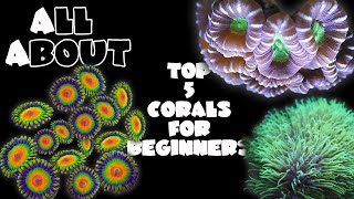 Top 5 Corals For Beginners [upl. by Gnot]