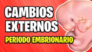 ✅ CAMBIOS EXTERNOS EN EL EMBRIÓN  PERIODO EMBRIONARIO 📚 EMBARAZO 👶 EMBRIOLOGÍA [upl. by Nahsyar]