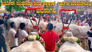 Varthur Santhosh Hallikar Bulls HUGE Procession at Sapalamma Cattle Fair 2023 [upl. by Kampmeier]