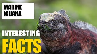 Exploring the Fascinating World of Marine Iguana  Interesting Facts  The Beast World [upl. by Aenneea]