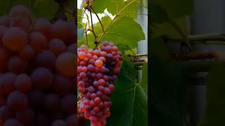 Growing grapes 204 grapevine fruit usa grapegrowing grape farming grapegarden nature wine [upl. by Aronel]