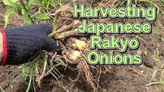 Harvesting Japanese Rakyo Onions  June 2022 Old McSparkuus Reboot [upl. by Locke189]