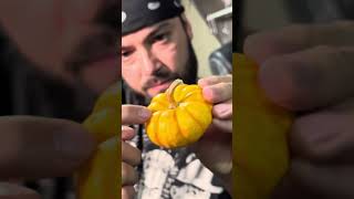 Tepache de Calabaza 🎃 fermentación salvaje [upl. by Nadabb]