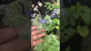 Borage Blossoms garden ytshorts herbal [upl. by Meekyh536]