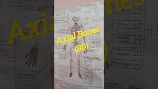 Axial Bones name of skeletal systemName of the bonesMedicalNursingMBBSYoutubeshorts [upl. by Atinauj]