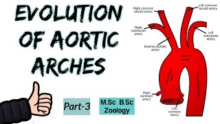 Aortic arches in primitive Vertebrates and FishesEvolution of Aortic Arches in Vertebrates Part3 [upl. by Ramona943]