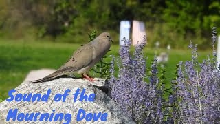 What does a Mourning Dove sound like [upl. by Ailsa]