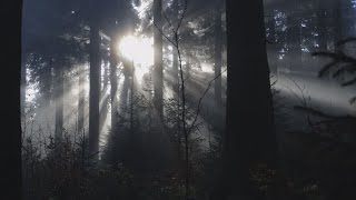 Bayerischer Wald  Urlaub in der Dreisesselgemeinde Neureichenau  Imagefilm [upl. by Eldwon634]