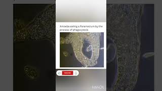 Amoeba eating Paramecium Phagocytosis NEET BiologyAnimation video [upl. by Ayhdiv699]