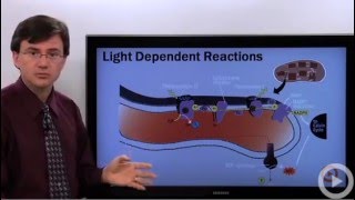 Light Dependent Reactions [upl. by Kienan]