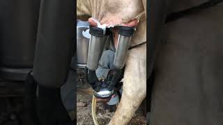 Milking fails animal animal cow dairyprocessing cowmilk milkingfails [upl. by Searby558]