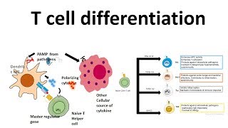 T cell Activation and differentiation FLImmuno31 [upl. by Halli220]