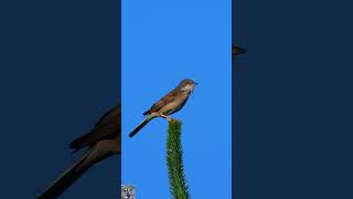 Common whitethroat Singing Tornsanger Dorngrasmücke gesang Grasmus geluid Cierniówka śpiew shorts [upl. by Dowd709]