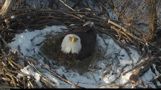 Nongame Wildlife EagleCam [upl. by Ahsikram]