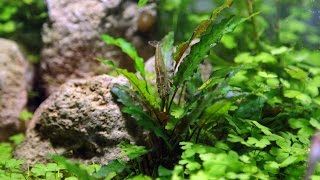 Aquatic Plants Releasing Oxygen [upl. by Itoc308]