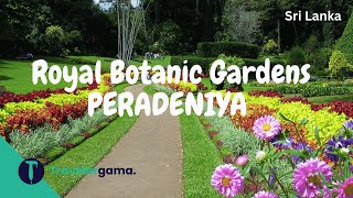 PERADENIYA  Royal Botanic Gardens  Sri Lanka 4k  travelergama [upl. by Ellennoj]