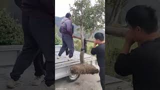 Landscape tree loading process onto a pickup truck for transplanting to another location [upl. by Fadas]