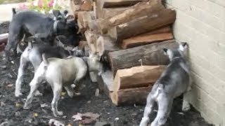 Ratting Dogs  Life With 6 Schnauzers [upl. by Negaem240]